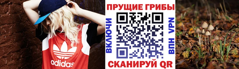 Псилоцибиновые грибы Psilocybine cubensis  OMG сайт  Мамоново 